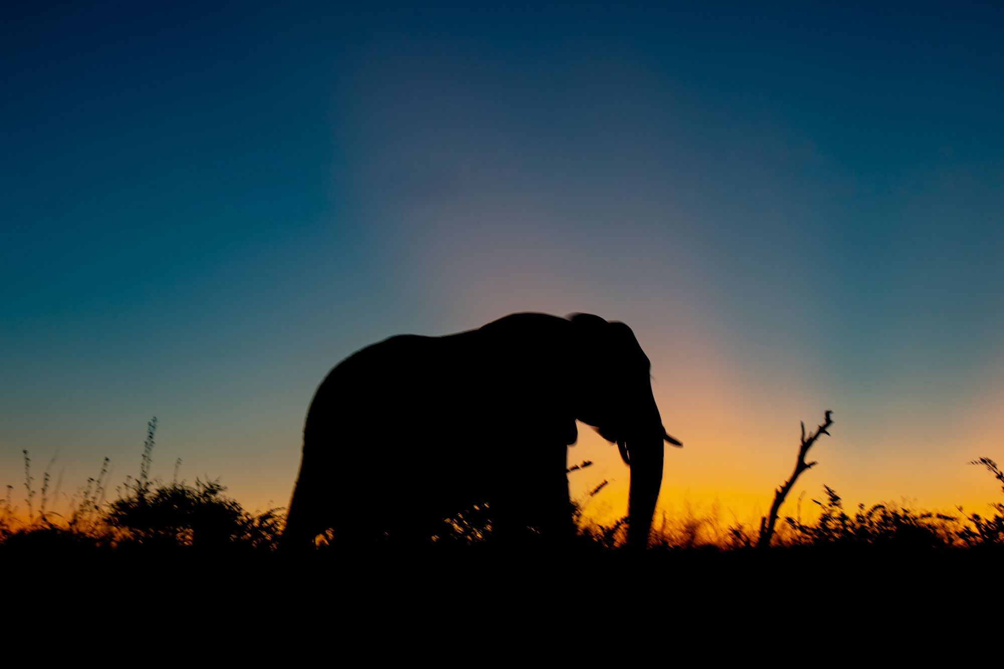 An elephant's silhouette against a sunset