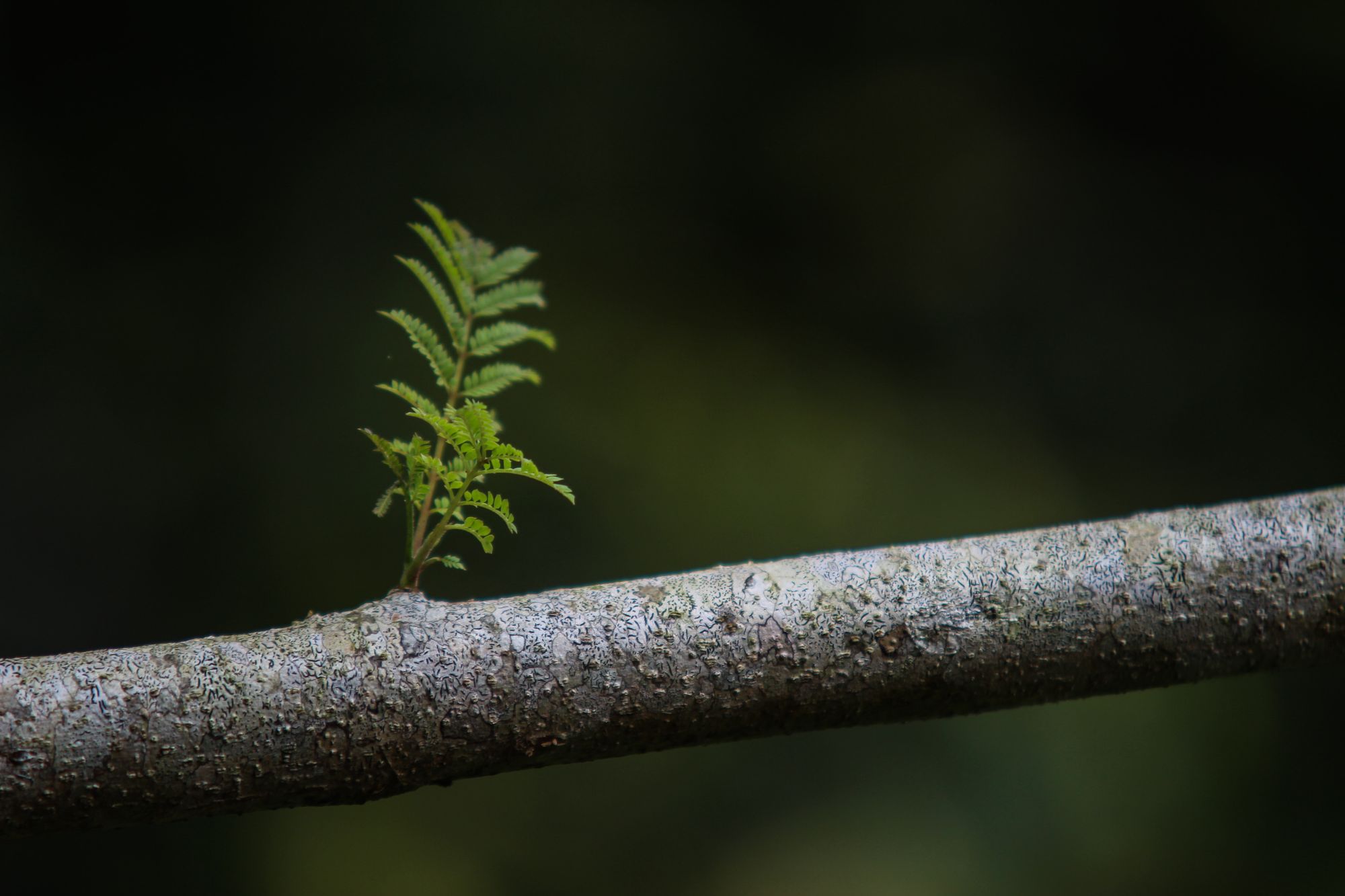 A small fern growing on a grey tree bark against a blurred dark green background.