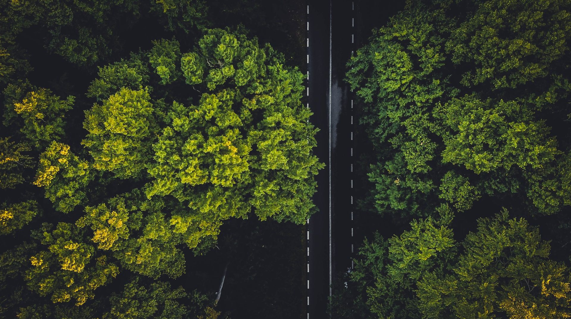 Road in the forest