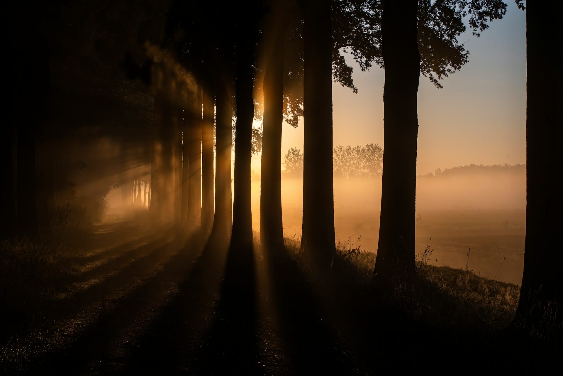 A row of trees at sunset